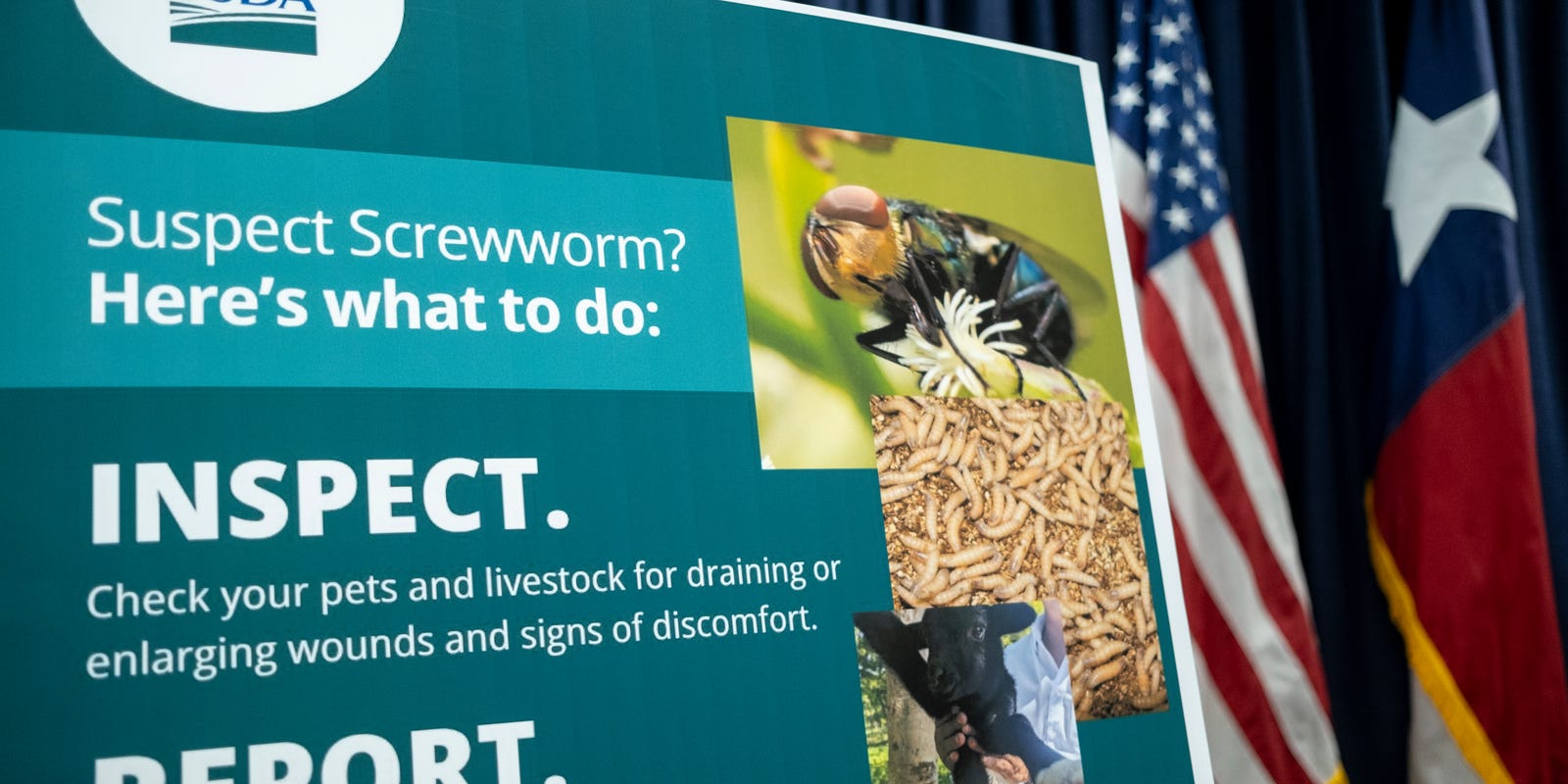 Is New World screwworm a risk to pets right now? How to protect yours