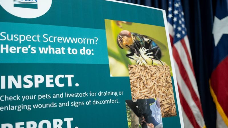 Is New World screwworm a risk to pets right now? How to protect yours